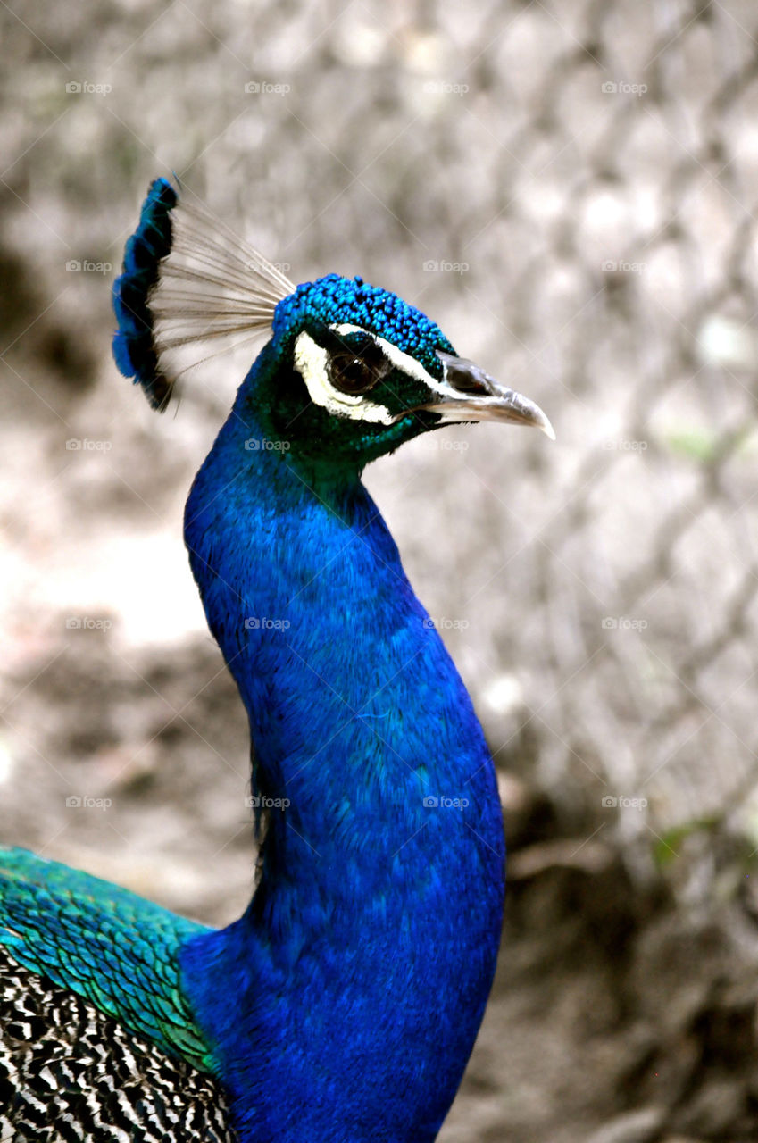 outdoors colors animal usa by refocusphoto