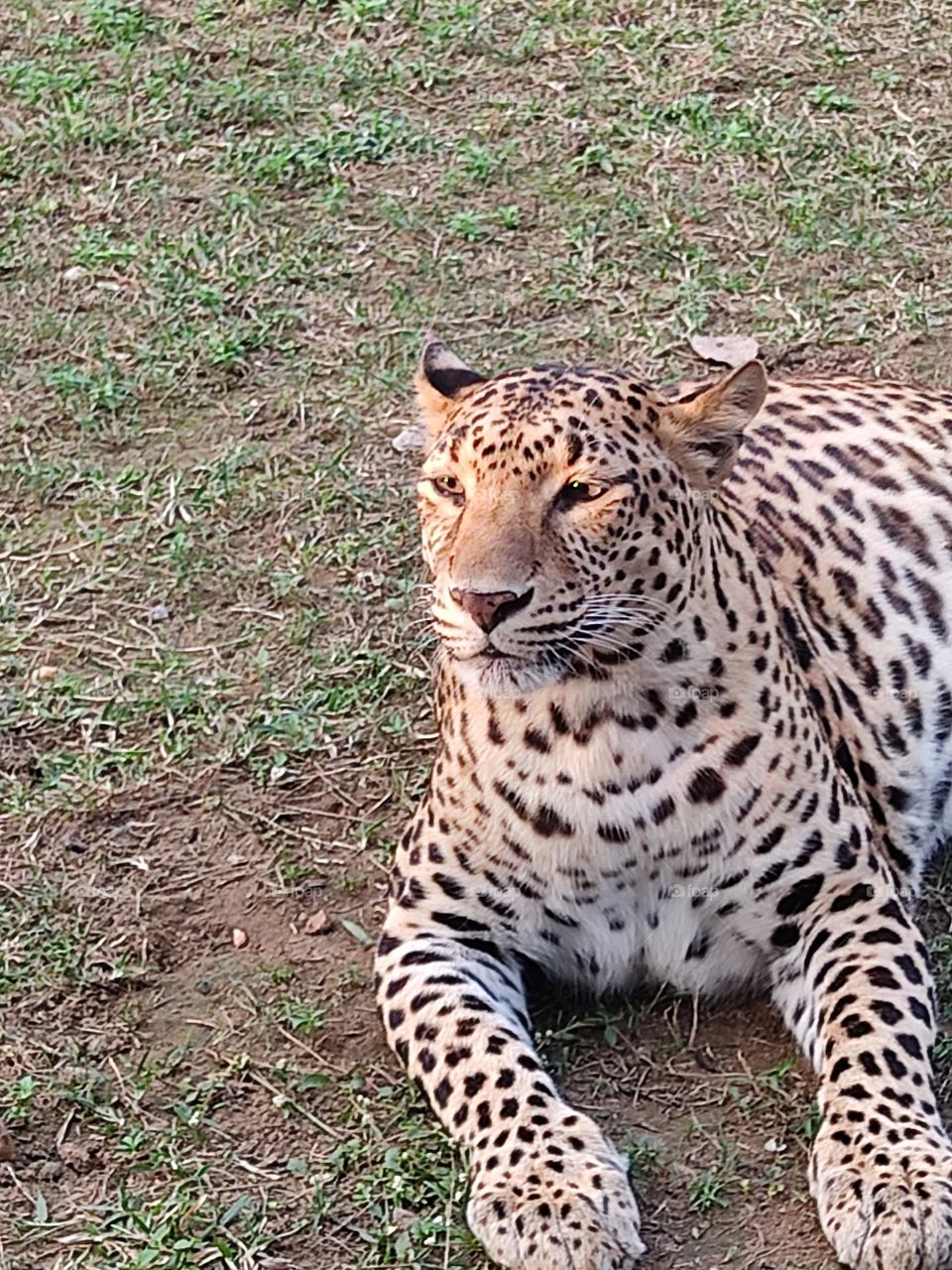 beautiful😍 leopard 🐆
