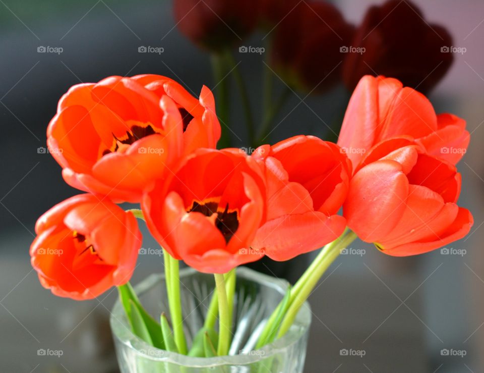 red tulips