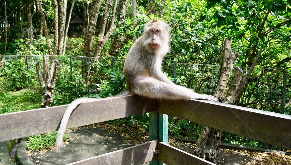 Bali monkey forest