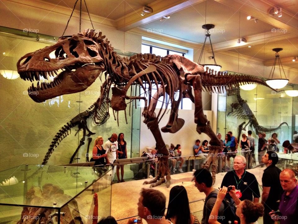 The Dinosaur Gallery