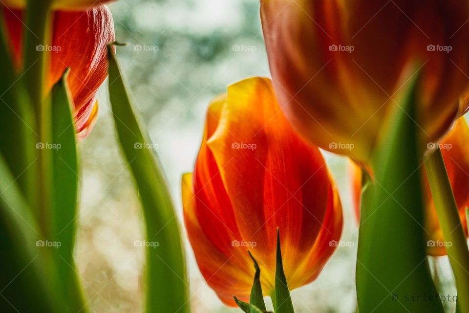 Tulips