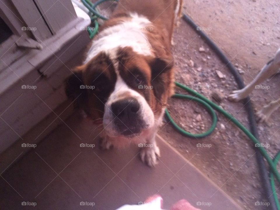 Saint Bernard 