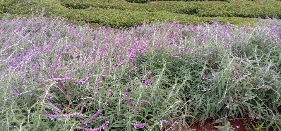 the purple blooms 💜