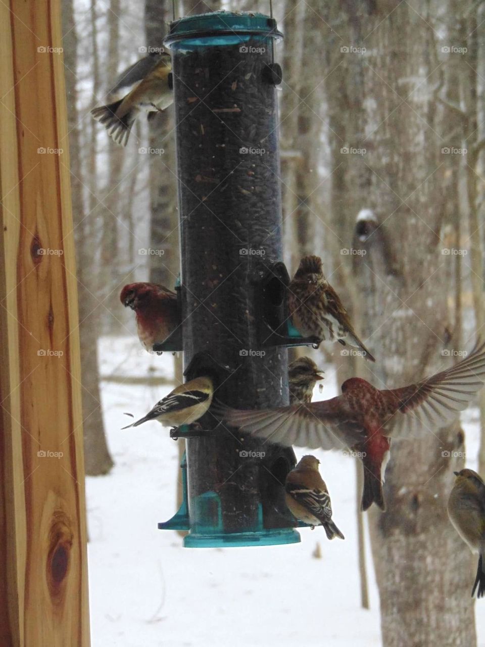 Birds on a feeder 