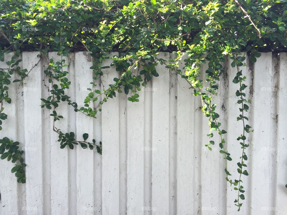 Vine in the sunshine day