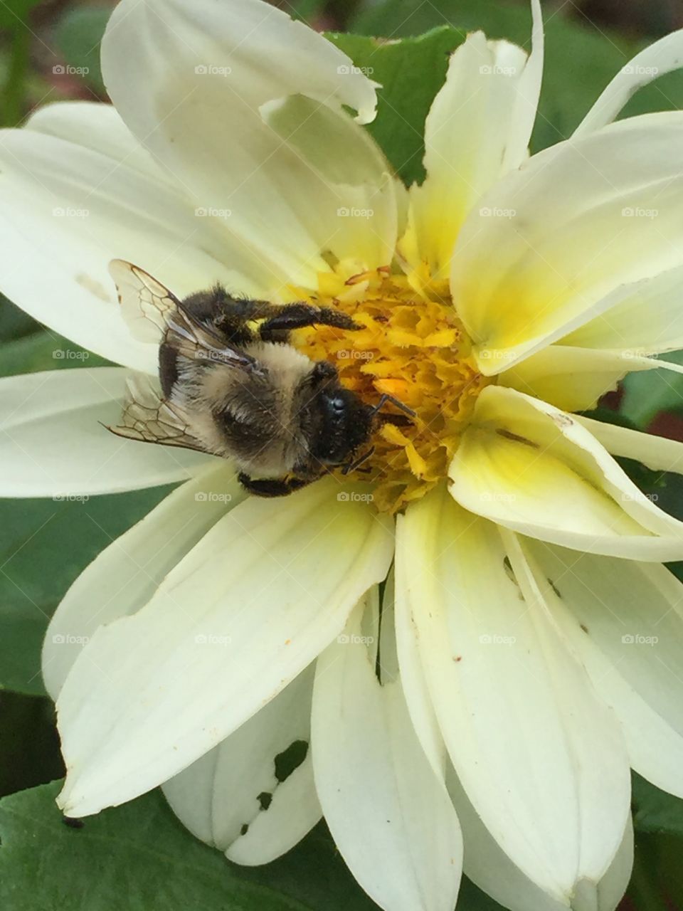 Bee
