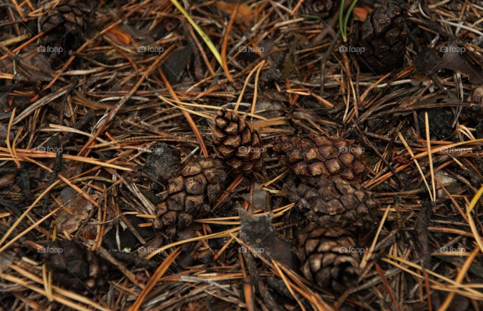pine cones