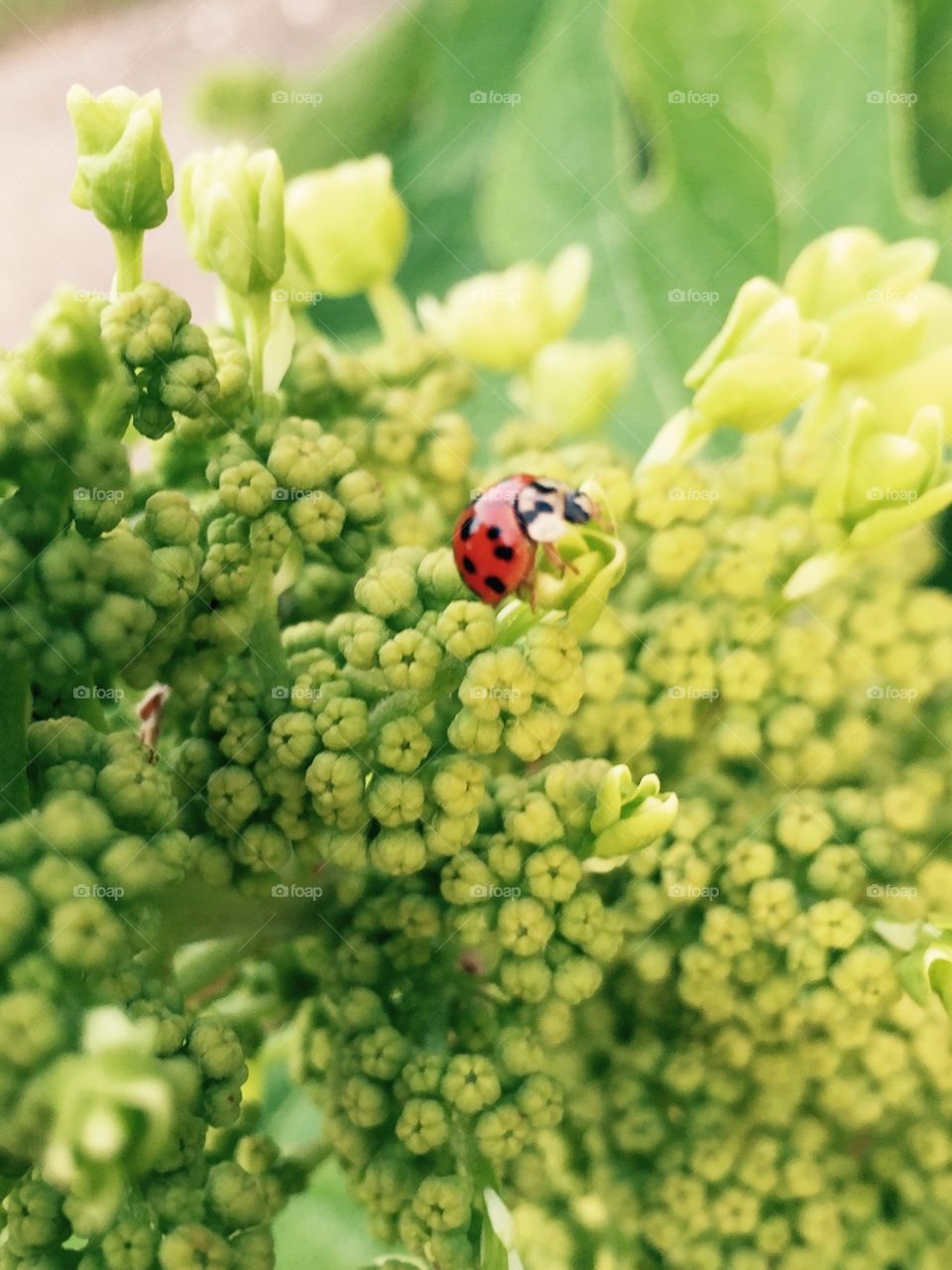 Invisible. Red ladybug on flowers