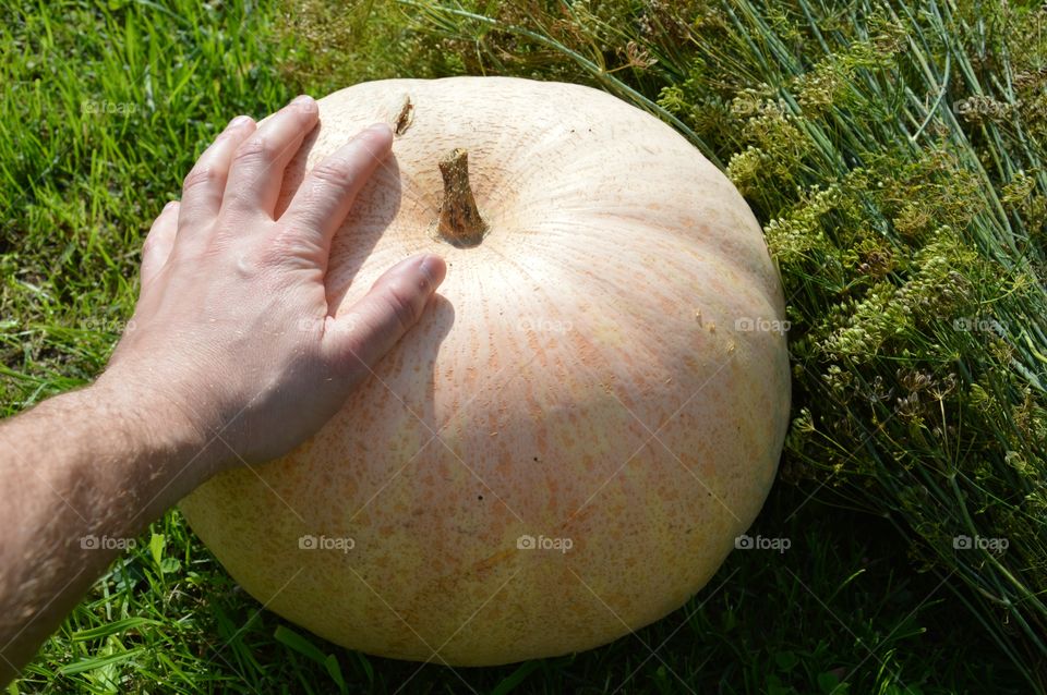 gourd