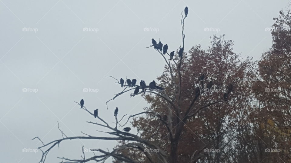 vultures lined up in a dead tree