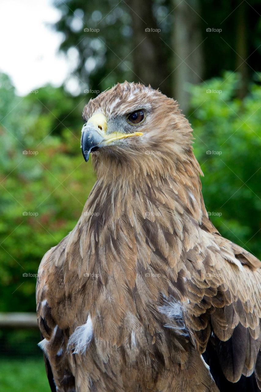 feathers sharp focus eagle by andyc