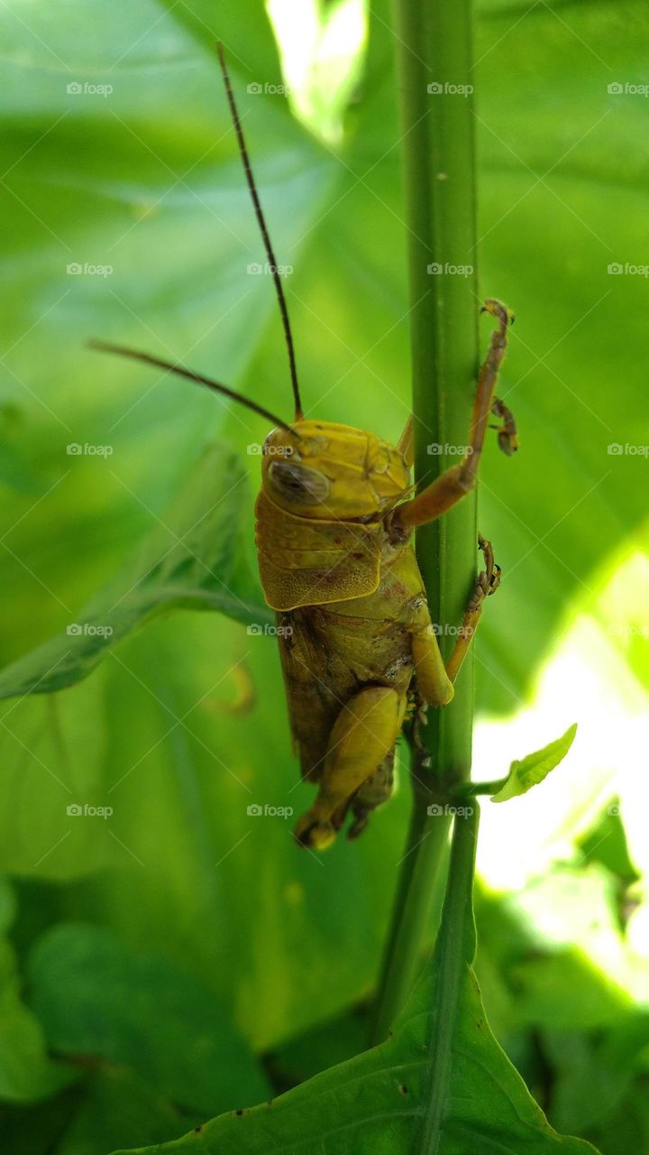 Rice locusts perch on bushes in plantations
