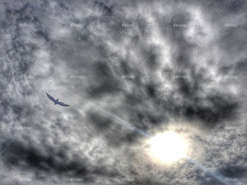 Eagle in the sky drama and sunshine 