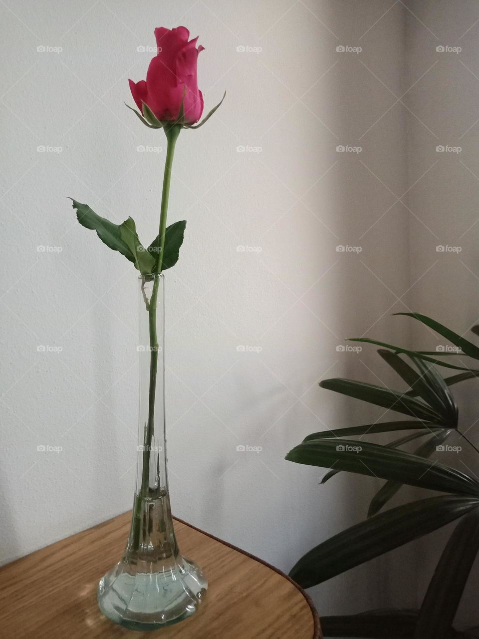 A dark pink rose in a vase