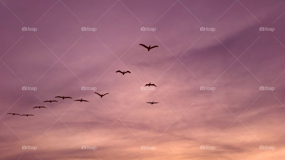sunset pelicans