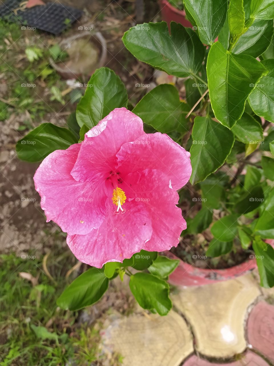 Queen of garden: hibiscus