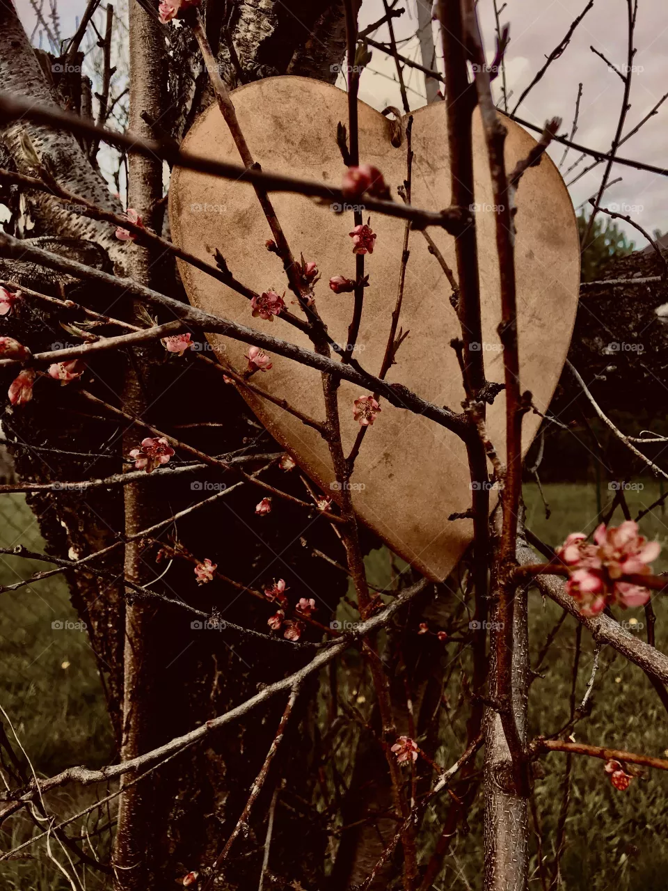 Heart on the tree 