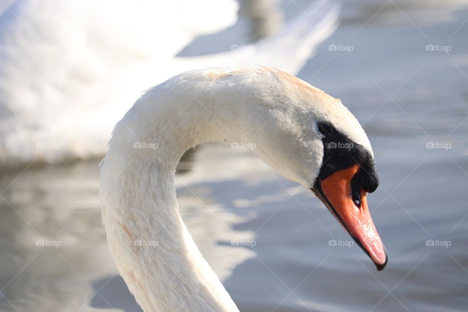 a White swan