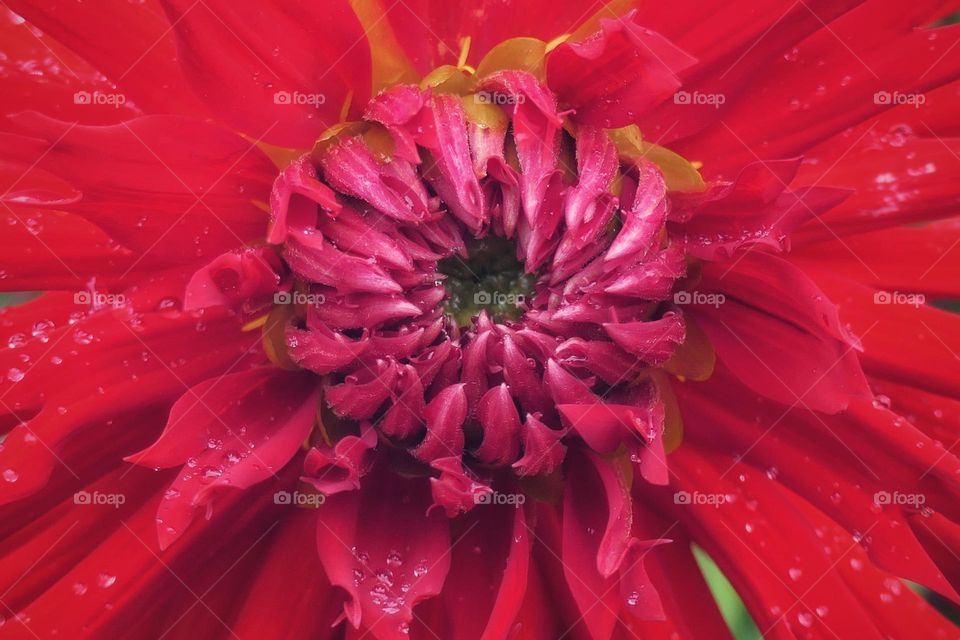 Close-up of a red flower (1)