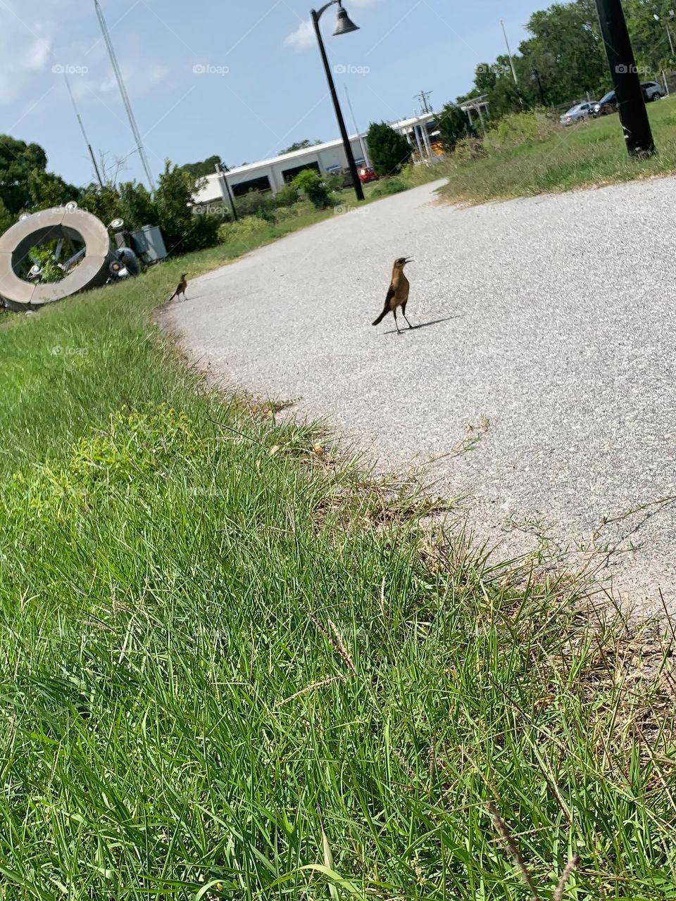 Funny And Friendly Birds Following Us On Our Walk And Observations Of Wildlife And The Urban Nature In The City Park.