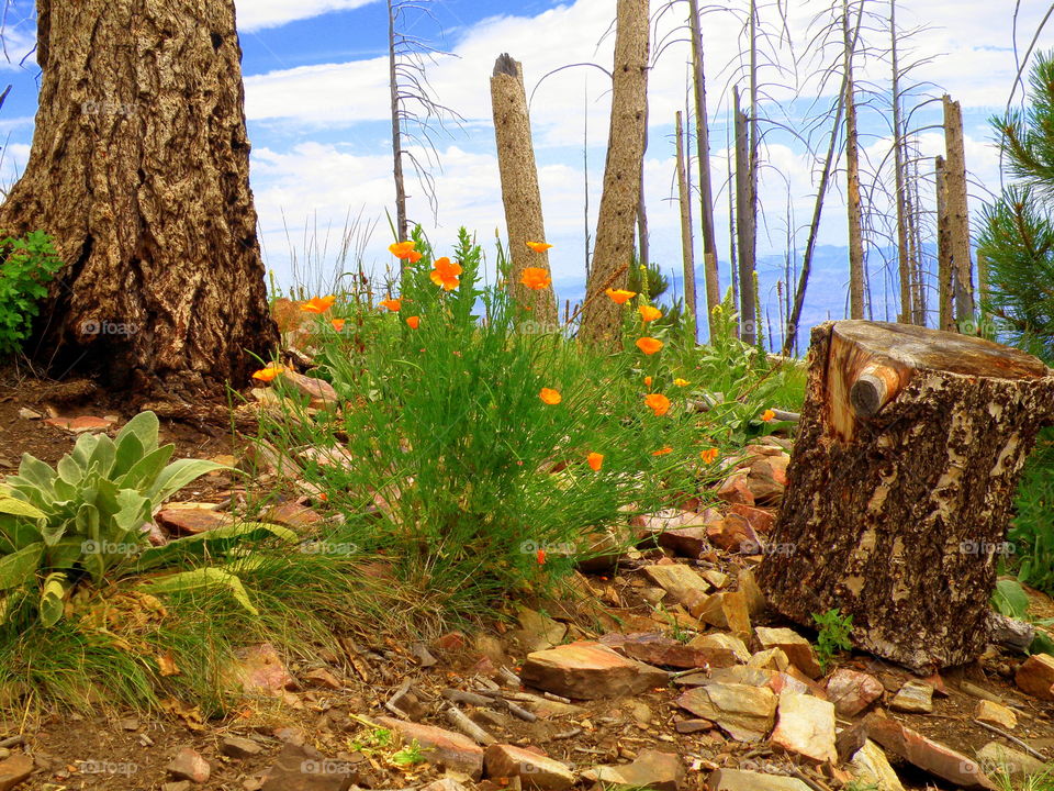 Mountain View. Mount Lemmon, Tucson Arizona. We took the chair lift to the top and looked over the other side. clearly there was a fire
