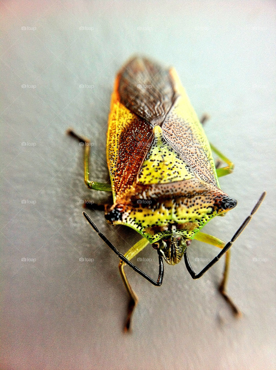 macro insect närbild färger by ka71