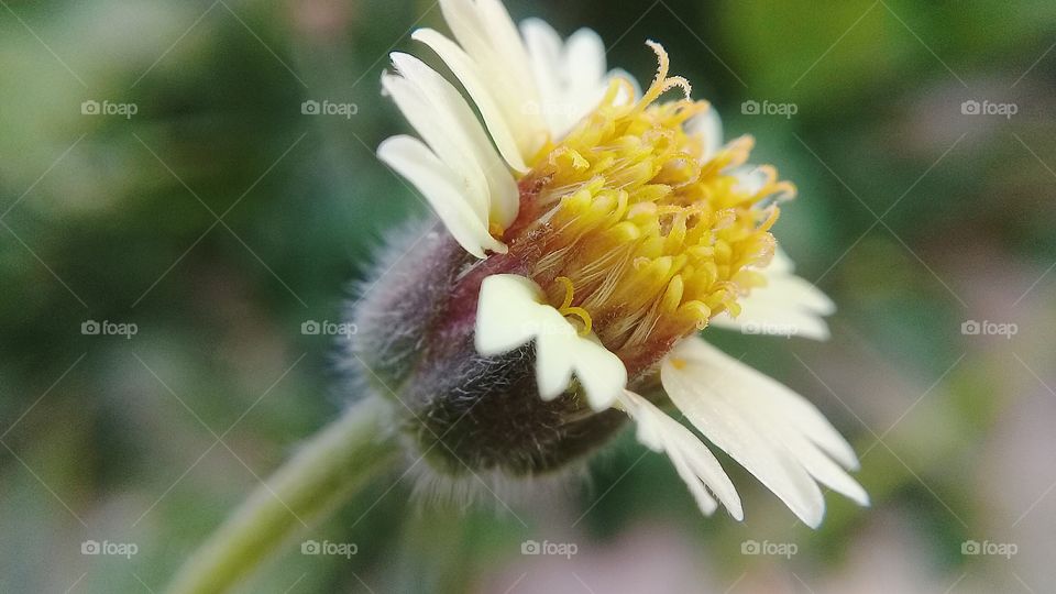 wayside  flower