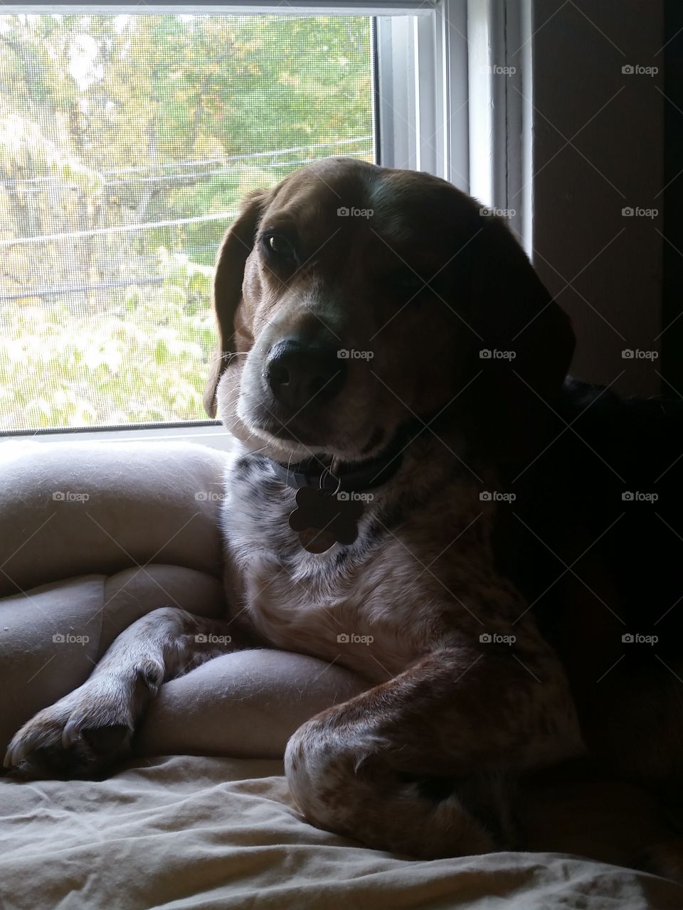 our Beagle in front of his favorite window