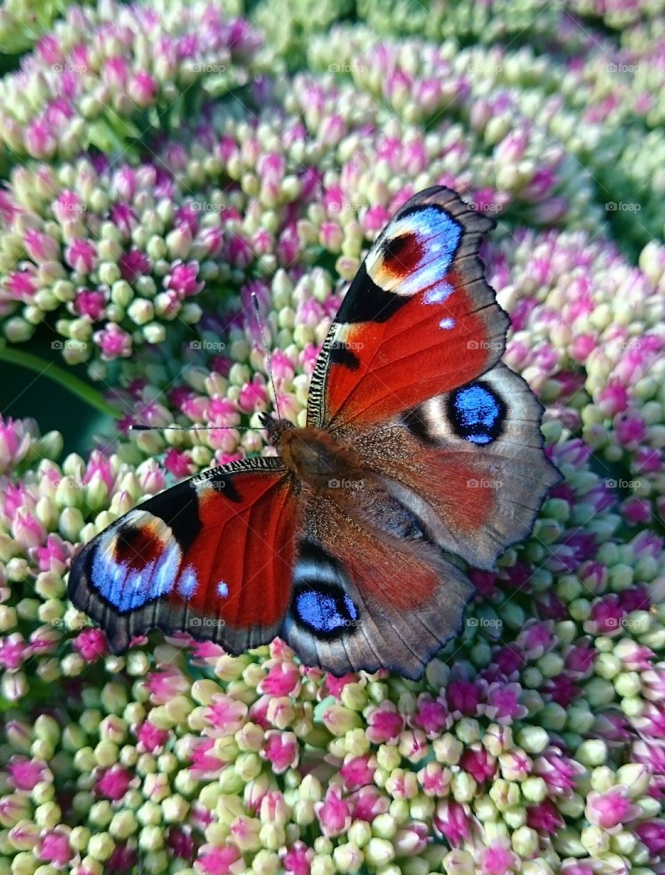 Close-up of butterfly