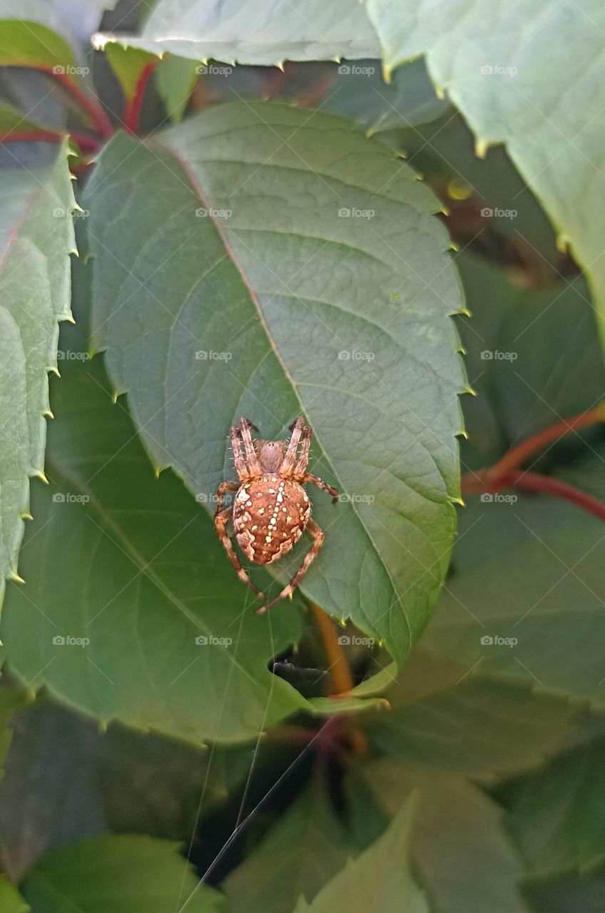 blg spider on a green leaves mobile photography