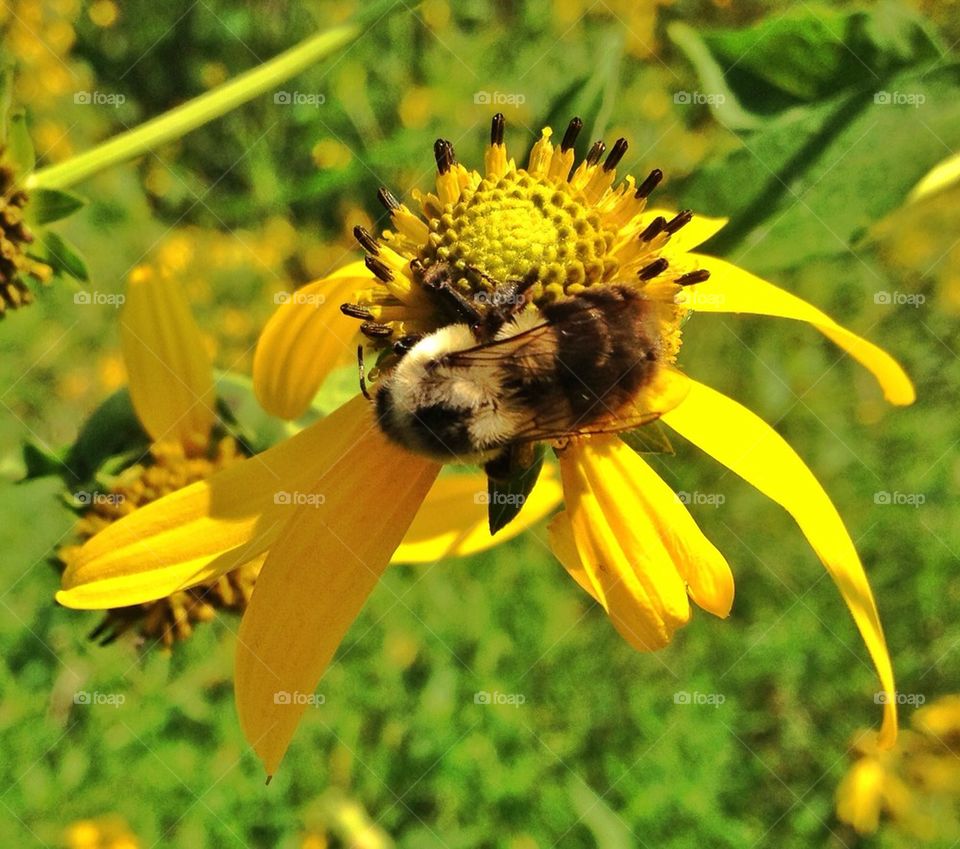Bumblebee down in Rehmeyer's Hollow