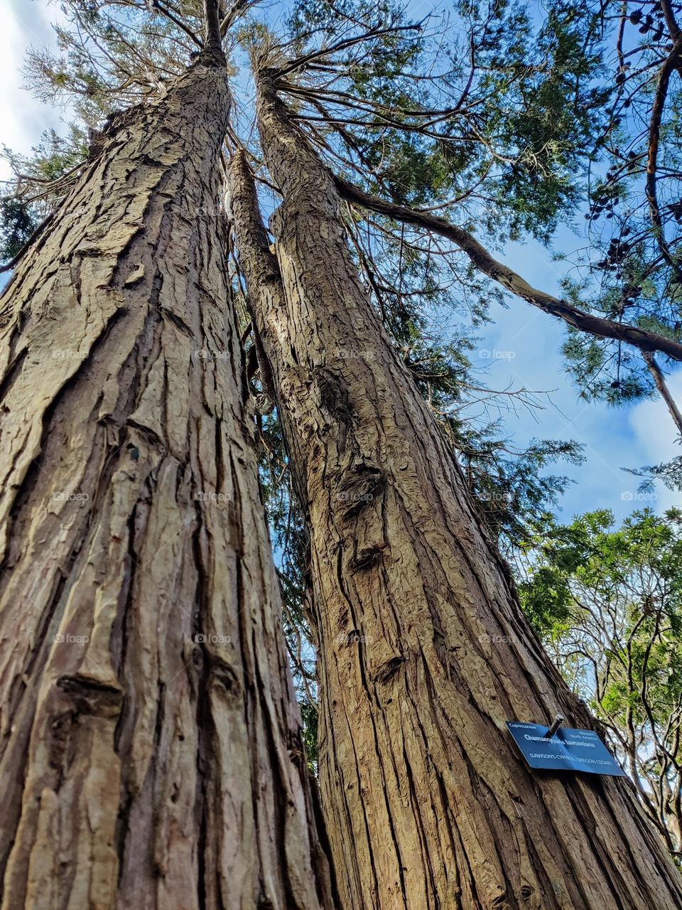 Trees at Rotorua, South New Zealand