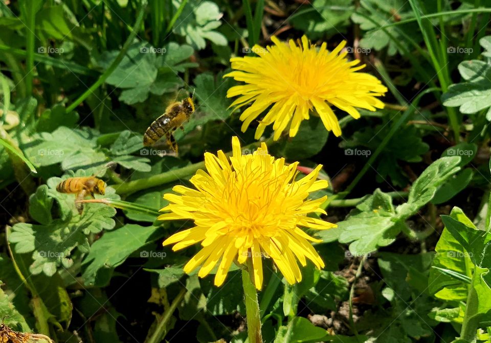 Honeybee fly over dandelions