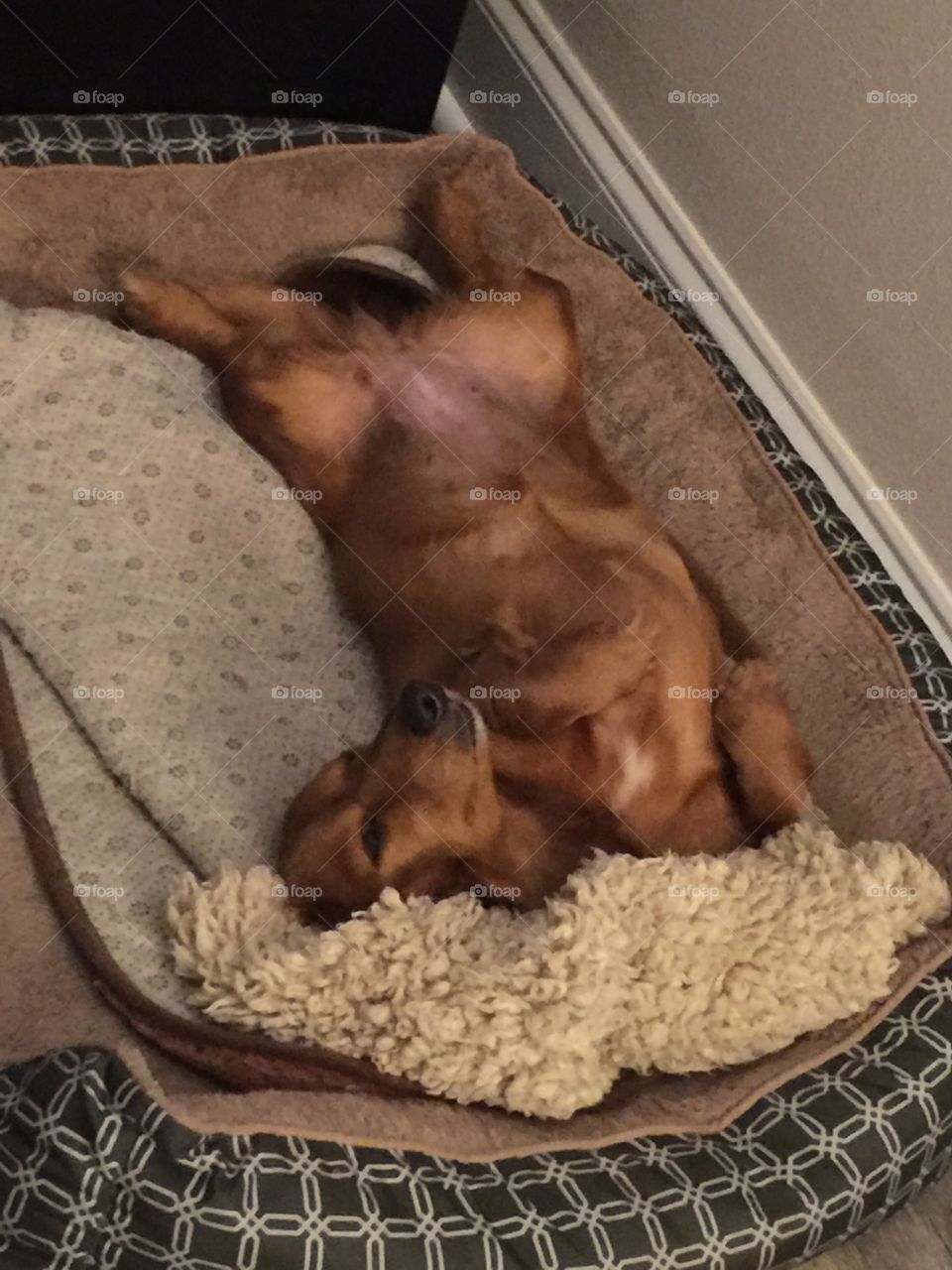 Doxies in her REM Period