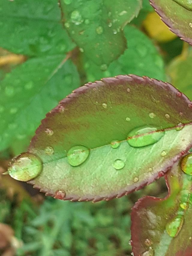 gotas en hojas verdes