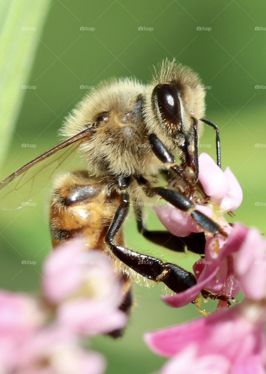 Odd Numbers, honey bee getting nectar from flower