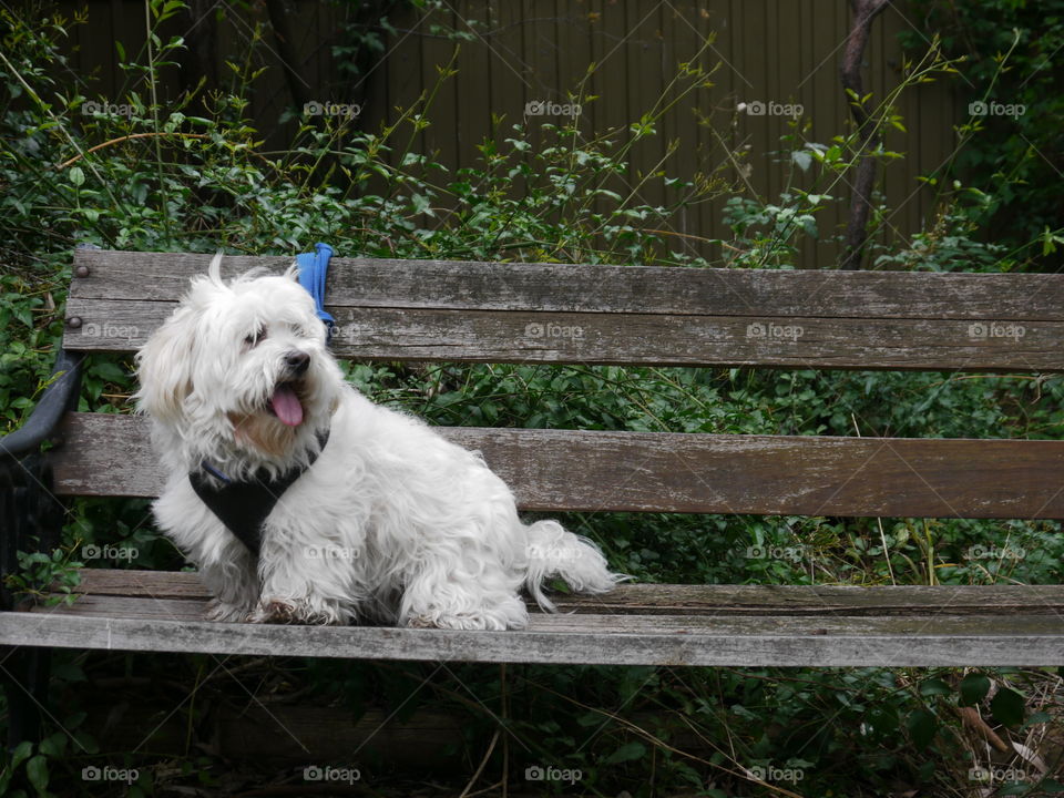 Dog on Park Bench