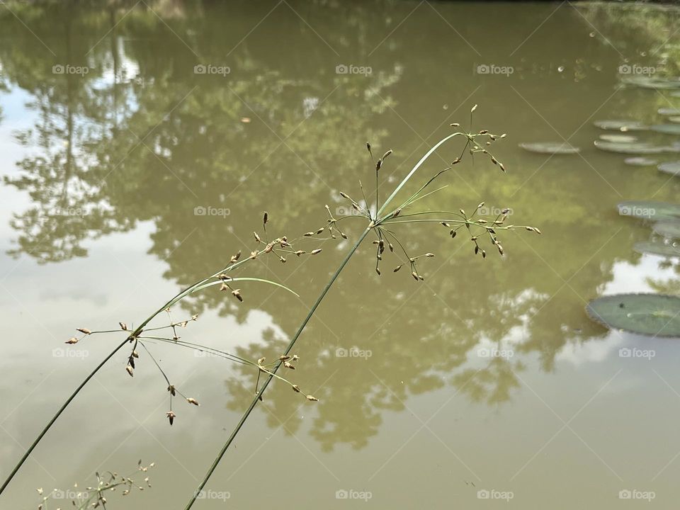 Urban Nature : Plants.