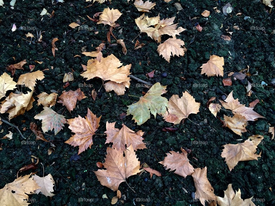 Fall en leaves 
