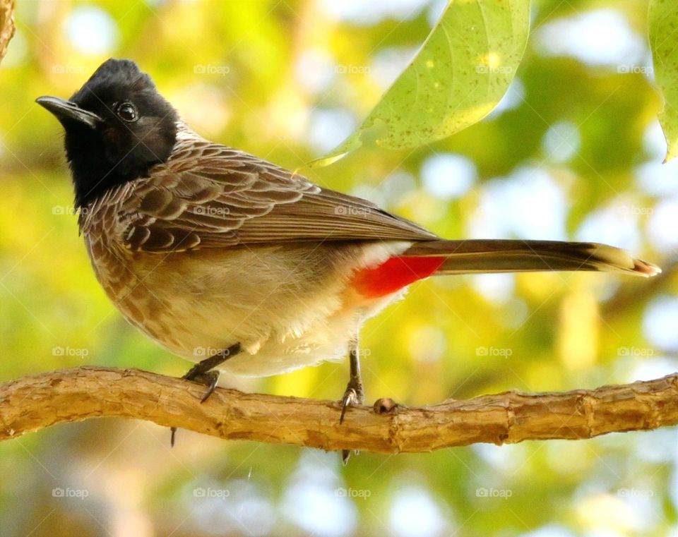 Red vented Bulbul