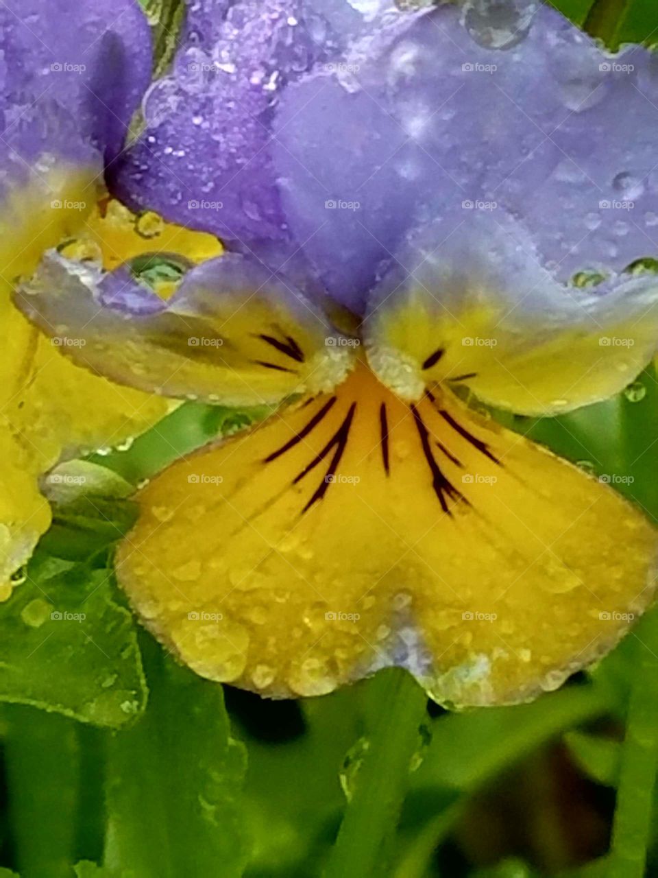 Flowers in our yard with the morning