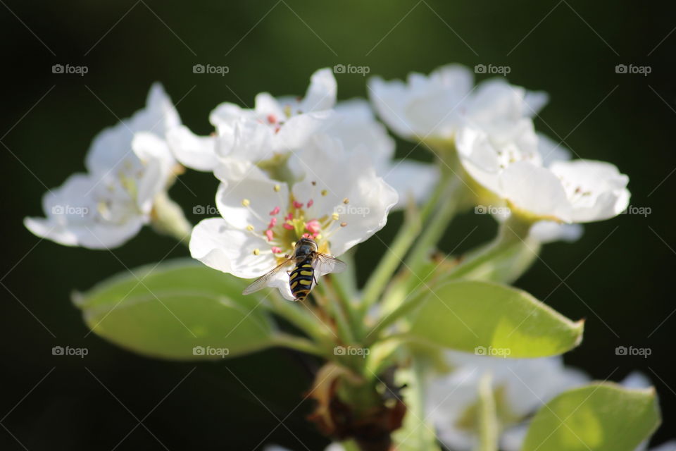 drone on flower