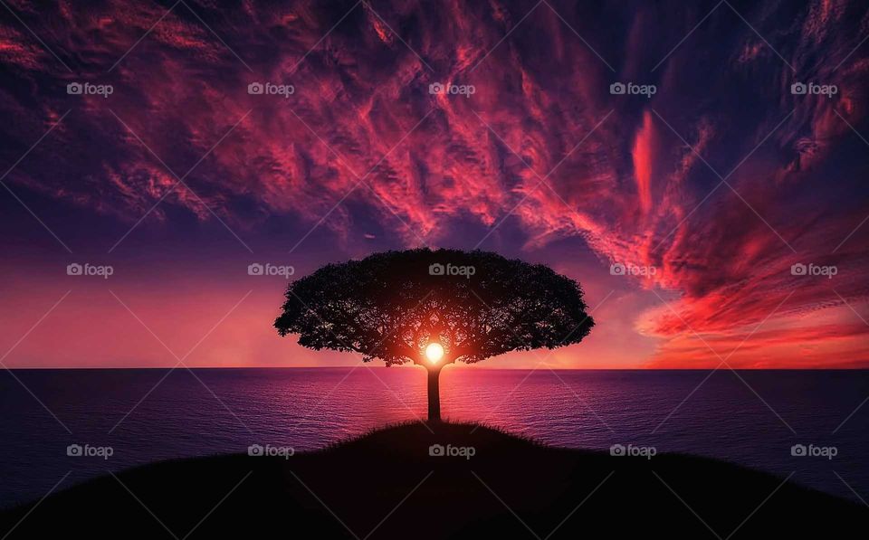 tree sunset