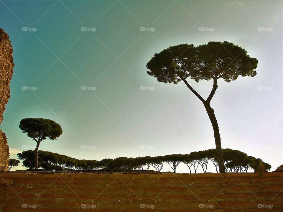 Trees in Rome. / Árvores em Roma.