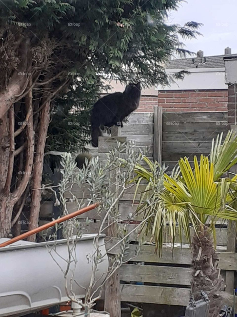 Black cat to sit high