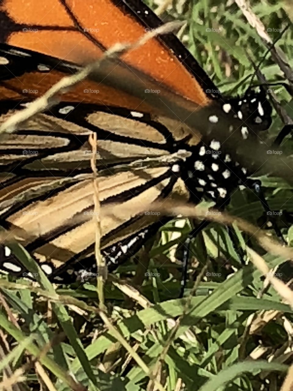 Monarch butterfly