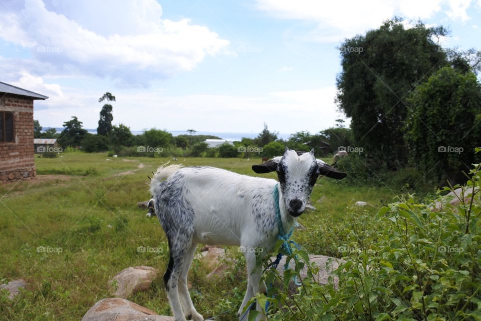 Lake Victoria goat. Goat