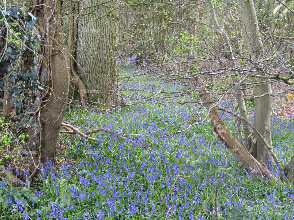 Blue Bells Forest