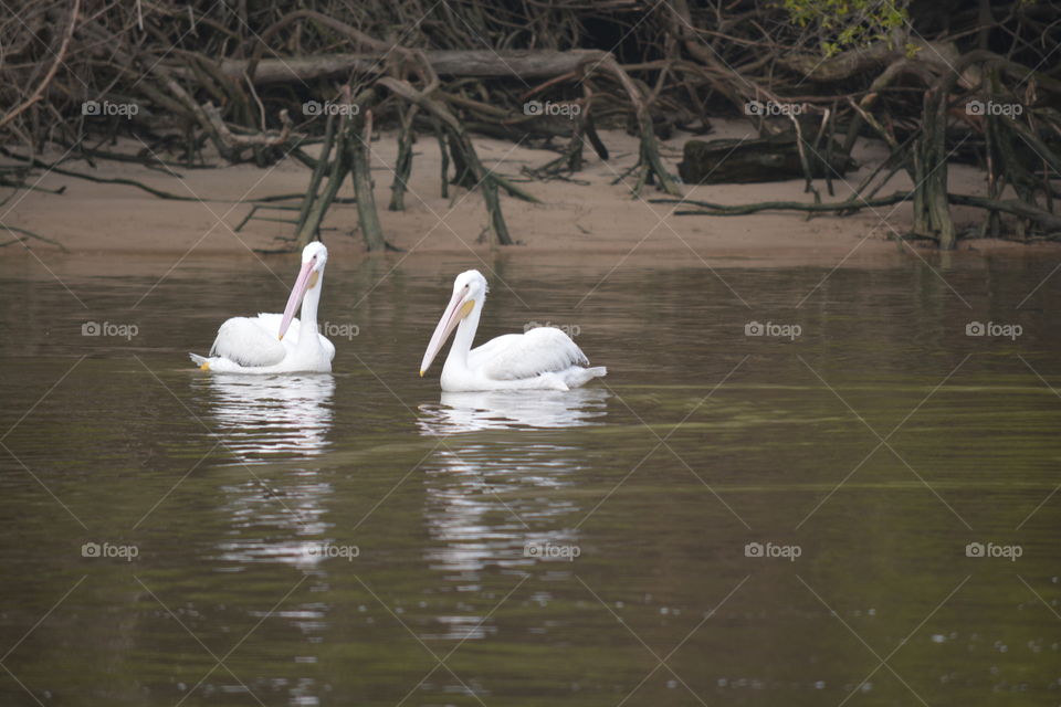 Two white pelicans on the san Jacinto river in Texas 